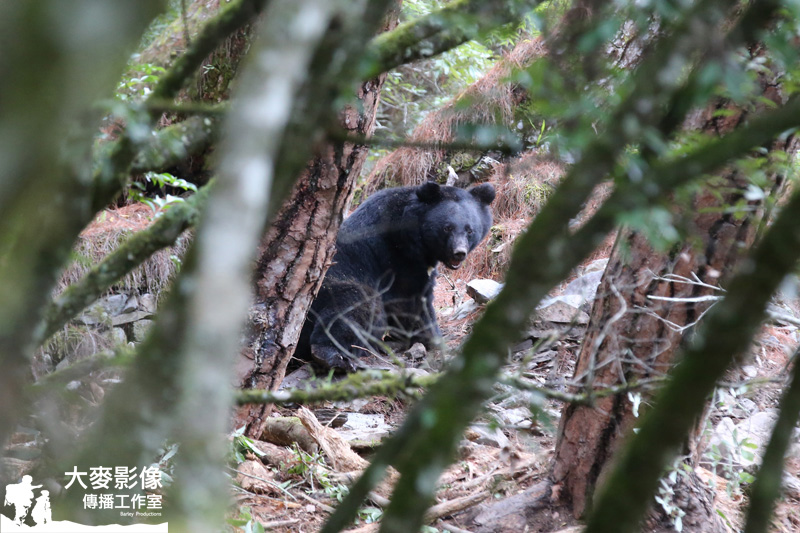 台灣黑熊半數斷掌! 紀錄片訴困境