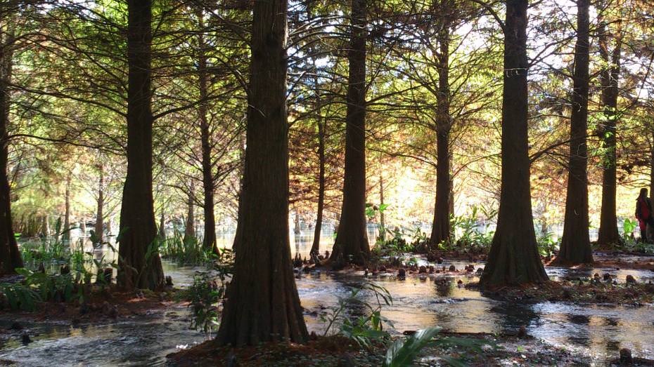 歲末時節來到壽豐的雲山水,踏入已然冰涼的溪水我見到了這片今年最後色彩輝煌的落羽松,此時遊人多已離去。在午後的逆光拍去,多了些許黑白照片的趣味,也增加了一分定靜涼冷的蕭瑟。