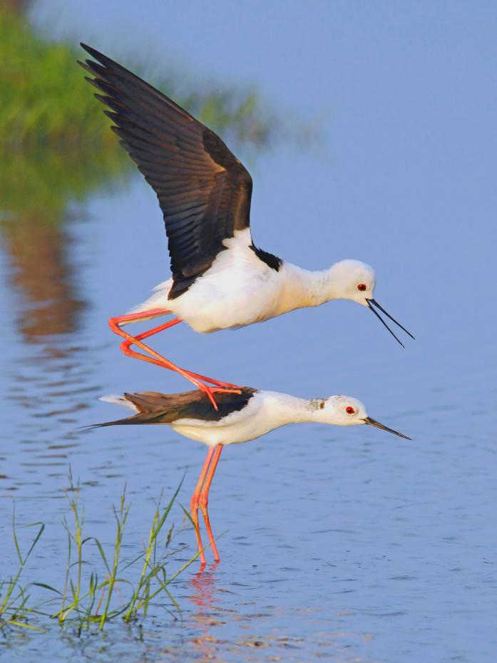 高翹鴴繁殖季節.愛的表現