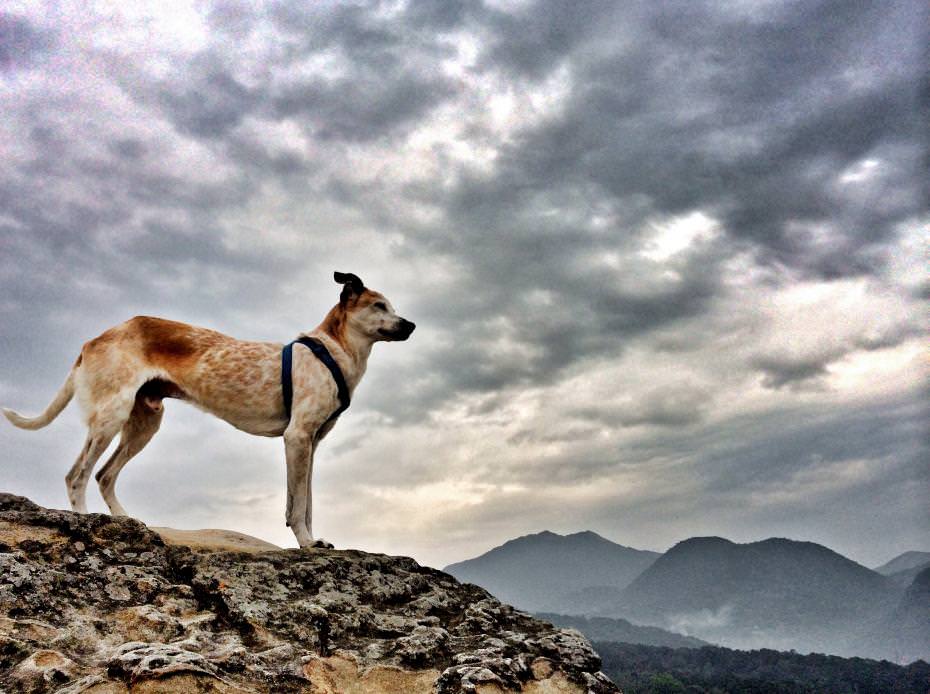 假日北投親山步道健行之時,
在這宛如乘風破浪的軍艦因而得名的軍艦岩之上,視野遼闊,展望極佳。恰遇一犬威風凜凜立於巨岩之上,神氣十足的模樣俯瞰台北盆地,頗有君臨天下的氣勢。