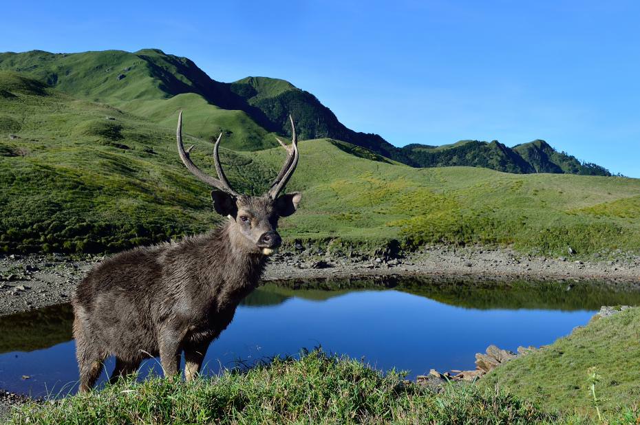 藍天、大草原、水鹿以及,豐富的景色只能讚嘆! 這是車子到不了的地方,只能一步一腳印 這裡是能高安東軍 ,水鹿的故鄉 白石池 很慶幸身在台灣 台灣真美