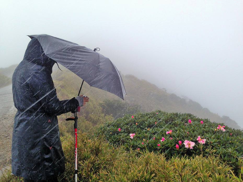 玉山杜鵑是台灣特有種,原產於中央山脈、玉山山脈高海拔的山區。每年五月梅雨季節前,合歡山為最佳賞花地點。為了一睹玉山杜鵑的風采,我們冒著風雨上了合歡山主峰,撐著傘也要將盛開中、美麗的玉山杜鵑拍攝下來。