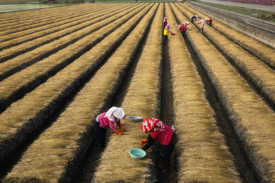 美麗的農田與農人