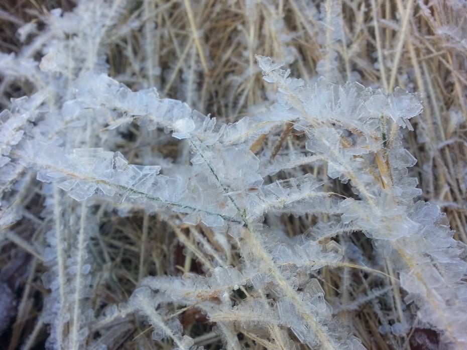 夜宿東埔山莊,一早起來,水管都結冰了。乾枯的雜草上結滿了片片白色透明的花。