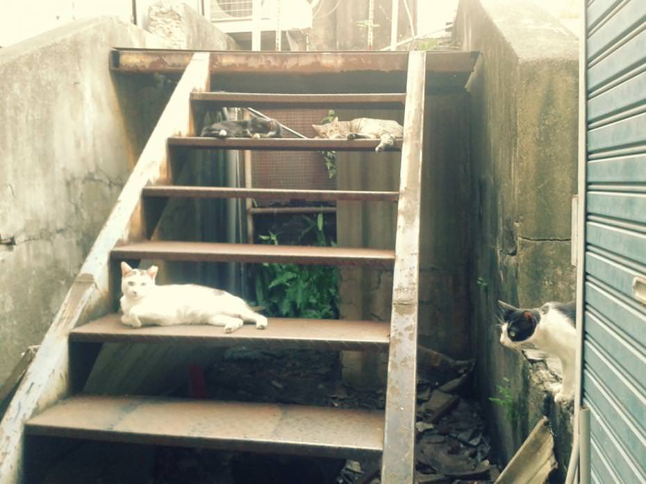 在夜市最深處的第七街,貓咪總是聚在這裡慵懶地曬太陽,有時看貓咪還比看衣服來的久呢!